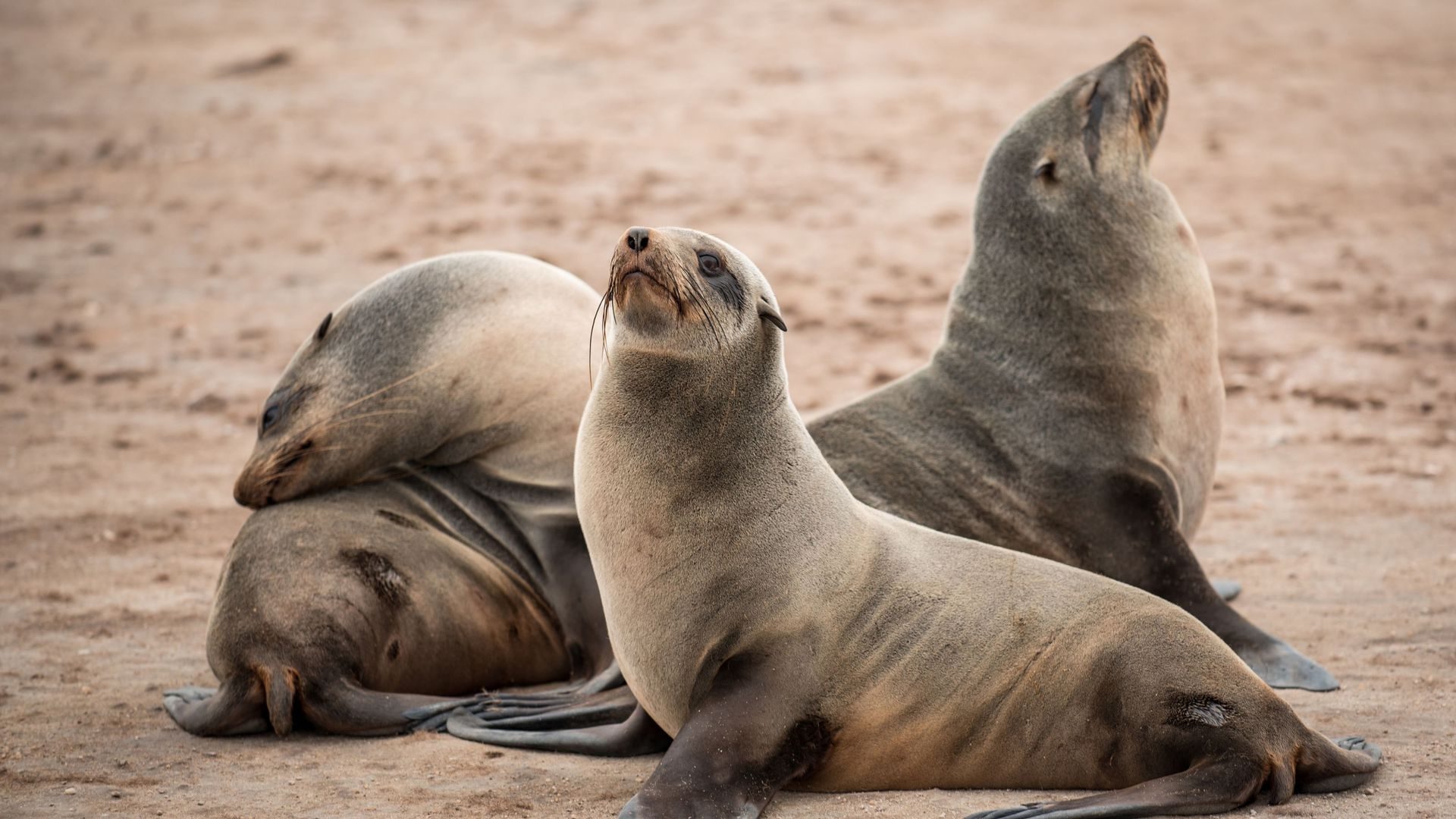 Seals resting on a Santa Barbara beach